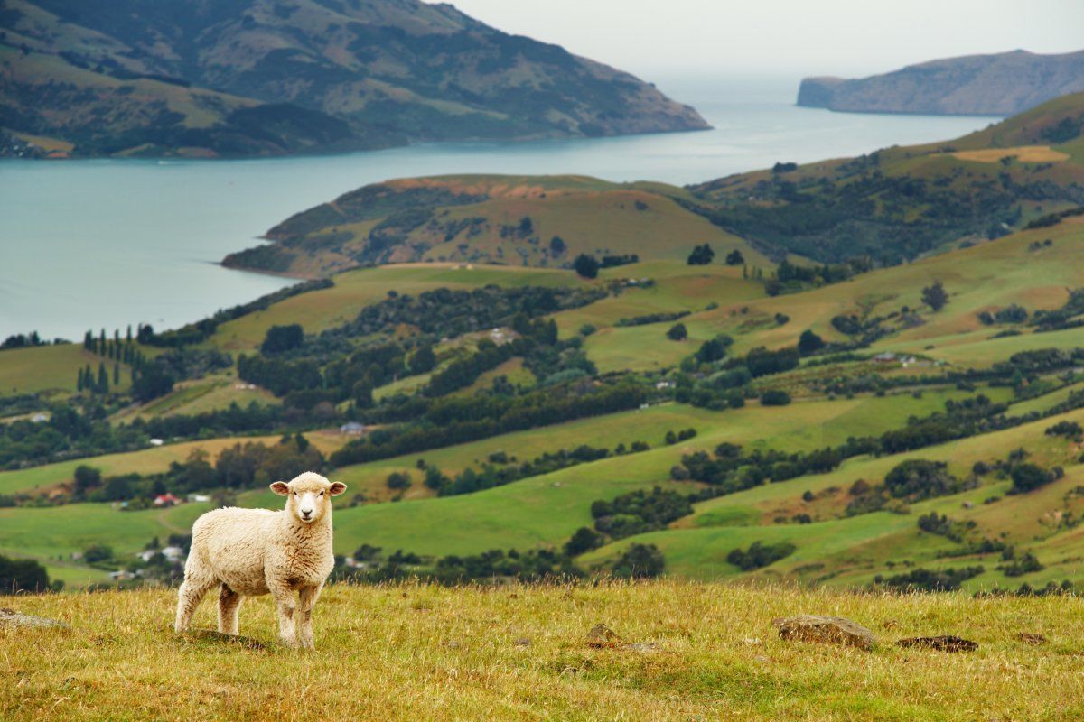 New Zealand Landscape, Banks Peninsula