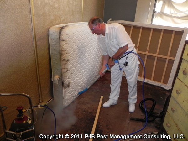 pest control worker on bed bugs