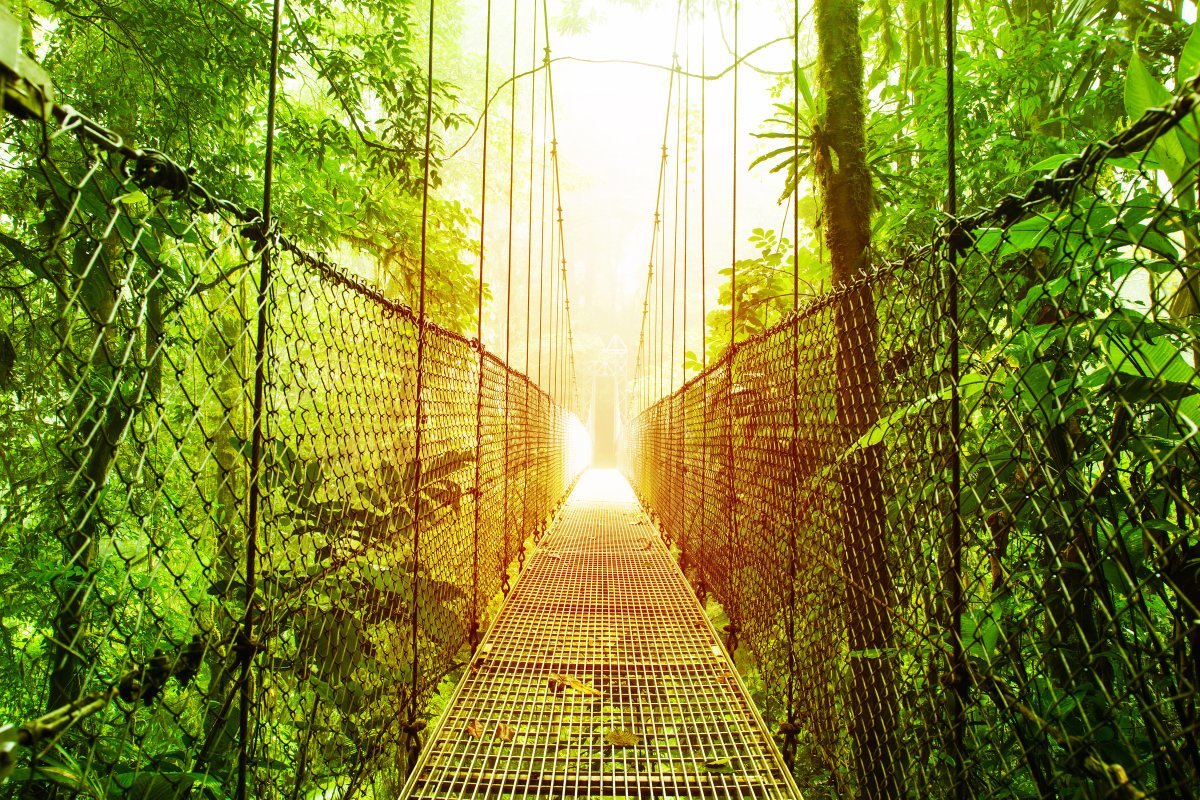 Picture Of Arenal Hanging Bridges Ecological Reserve, Costa Rica
