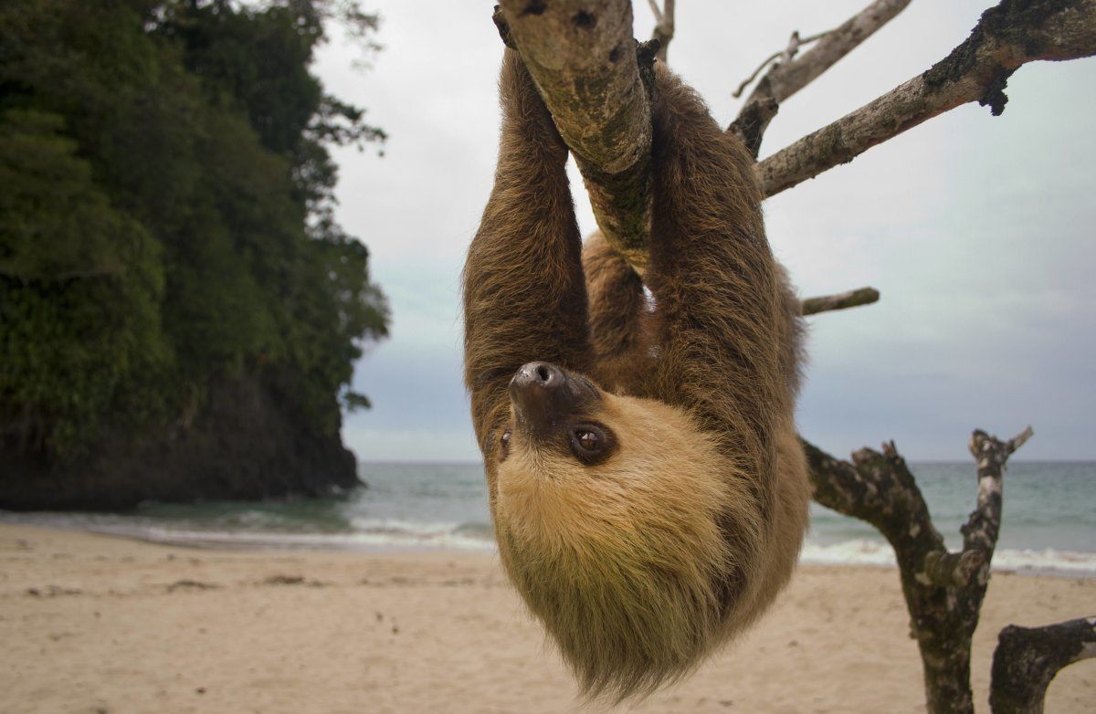 Sloth, Rainforest Jungle,  Costa Rica