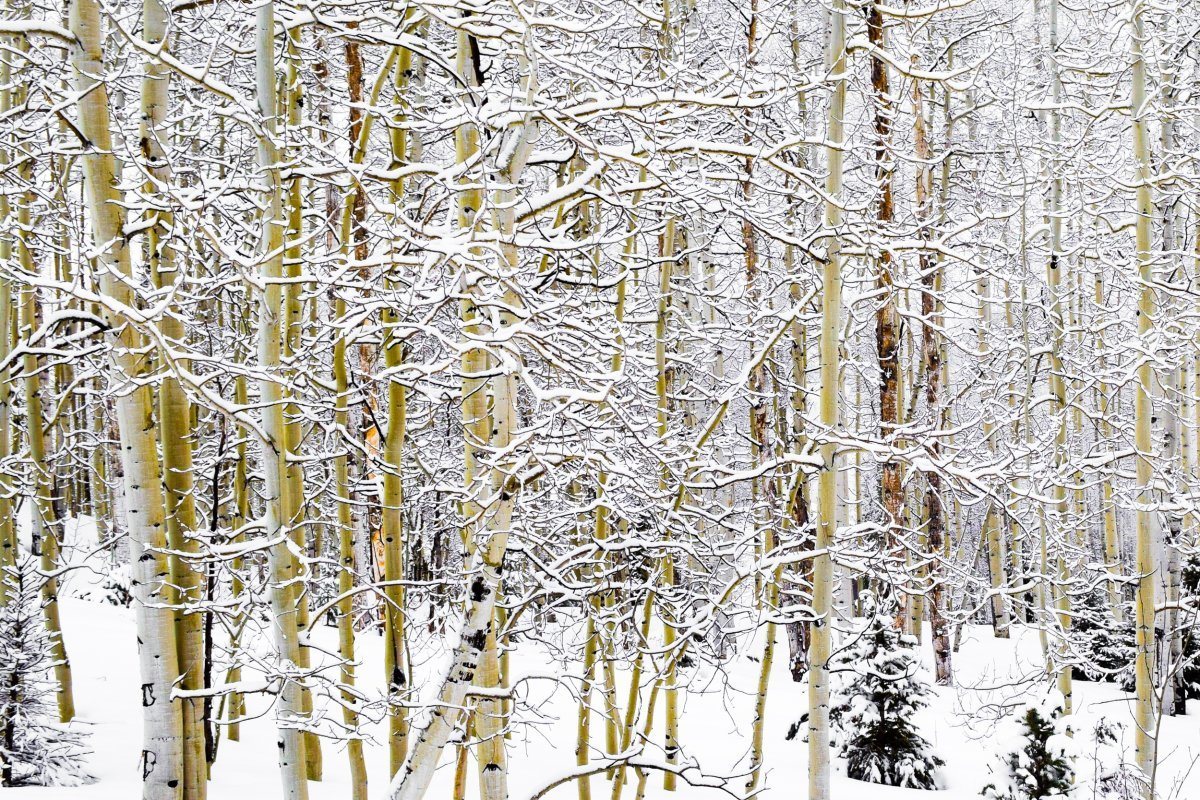 Snow Covered Aspen Trees Rocky Mountains Of Colorado