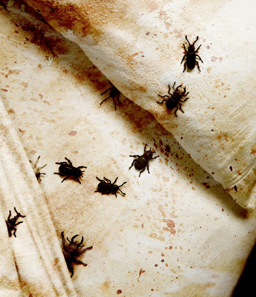 Stained Bedding With Bugs