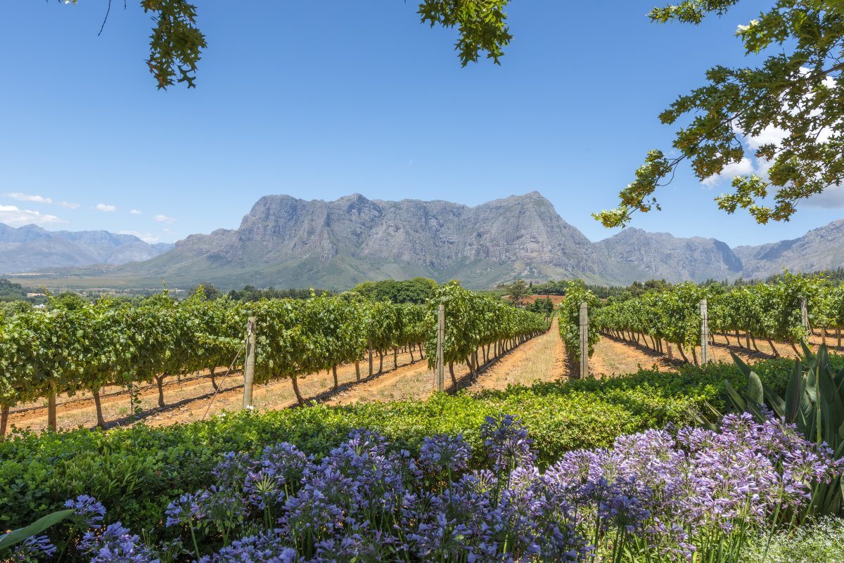 Wineland With Mountain Backdrop In Cape Town South Africa