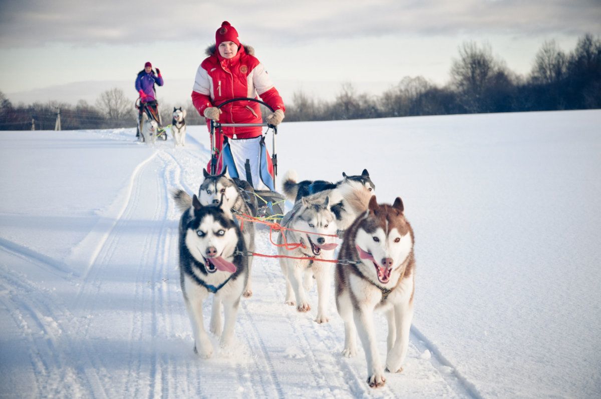 Woman Musher with Sled Dog