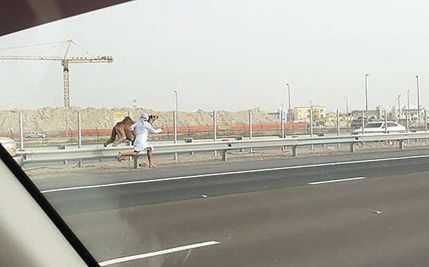 man chasing camel