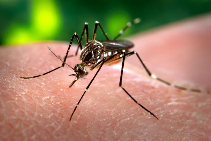 Aedes aegypti mosquito