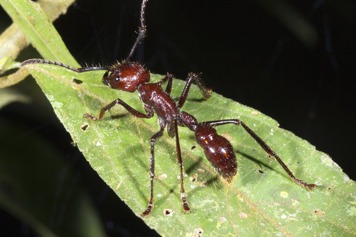 Bullet Or Conga Ant