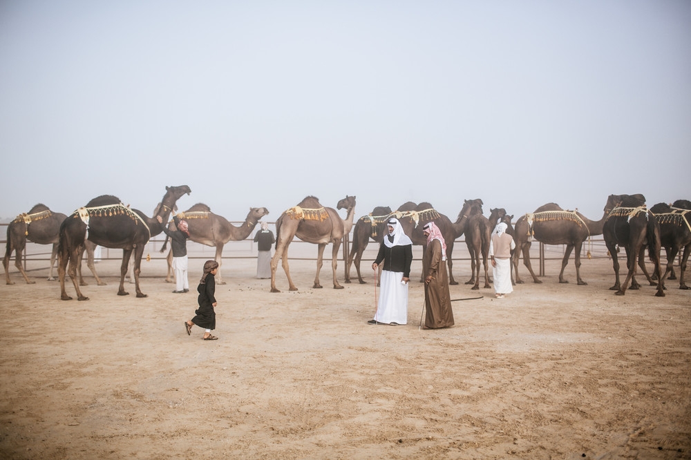 camel beauty contest