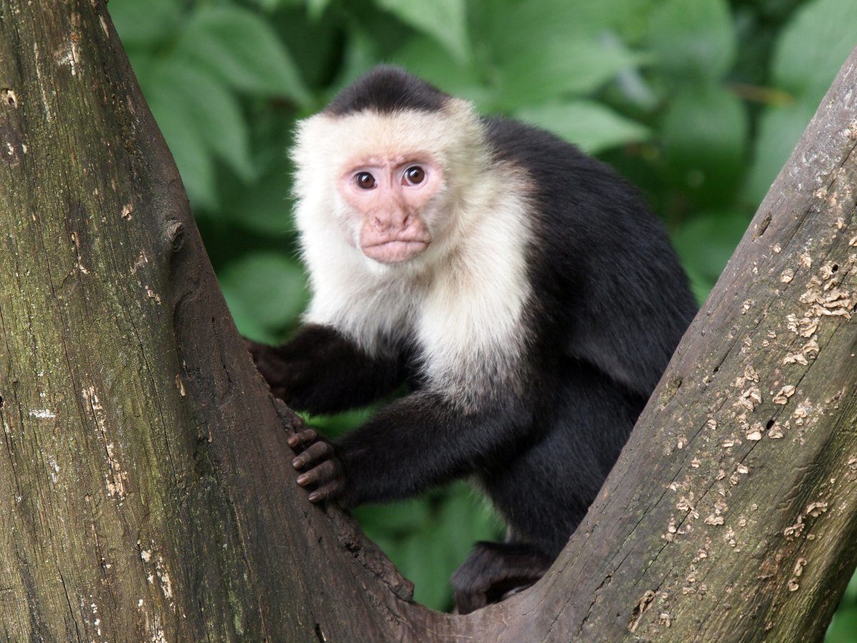 Capuchin Monkey