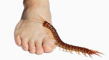 Centipede Legs Climb