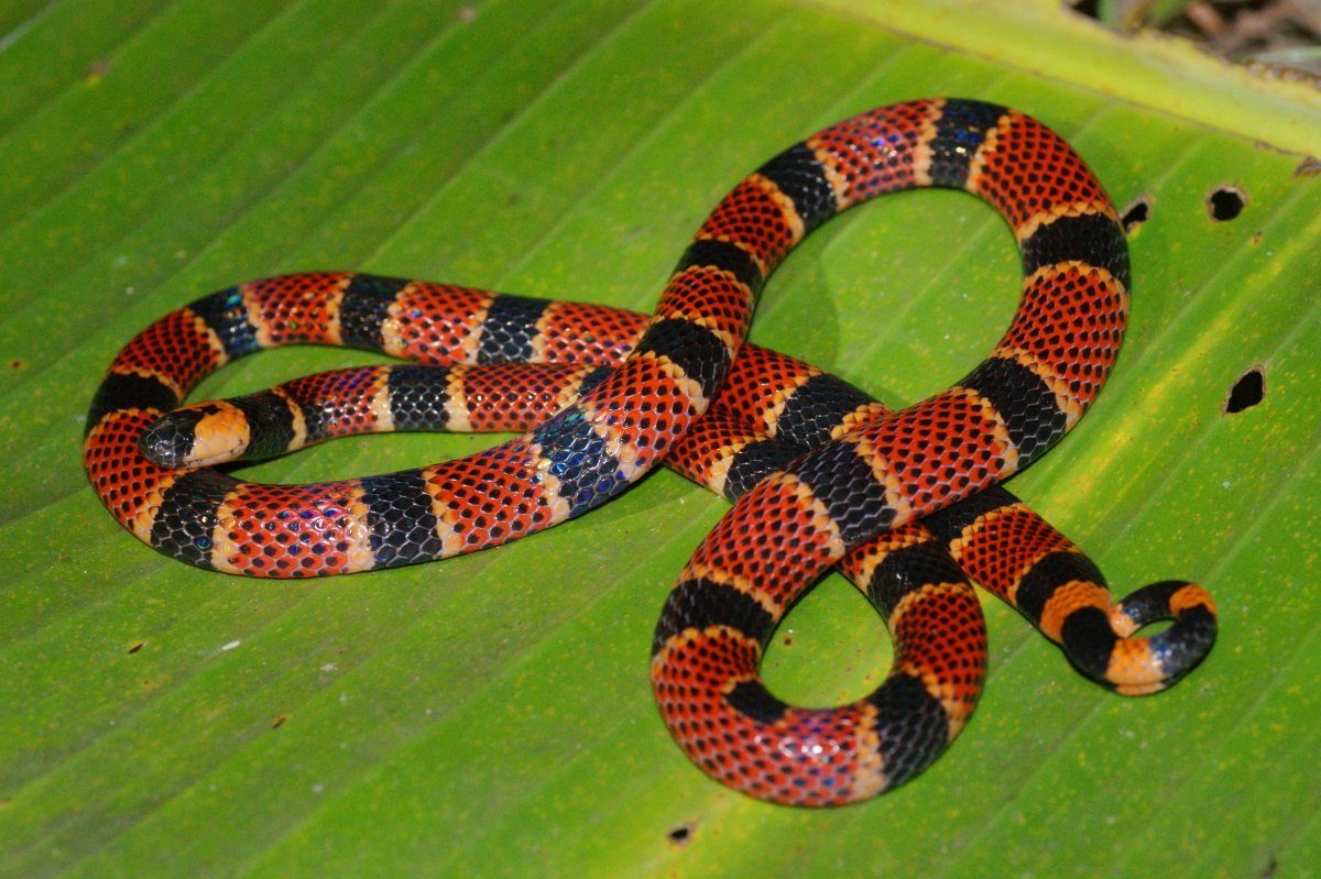 Coral Snake In The Rainforest
