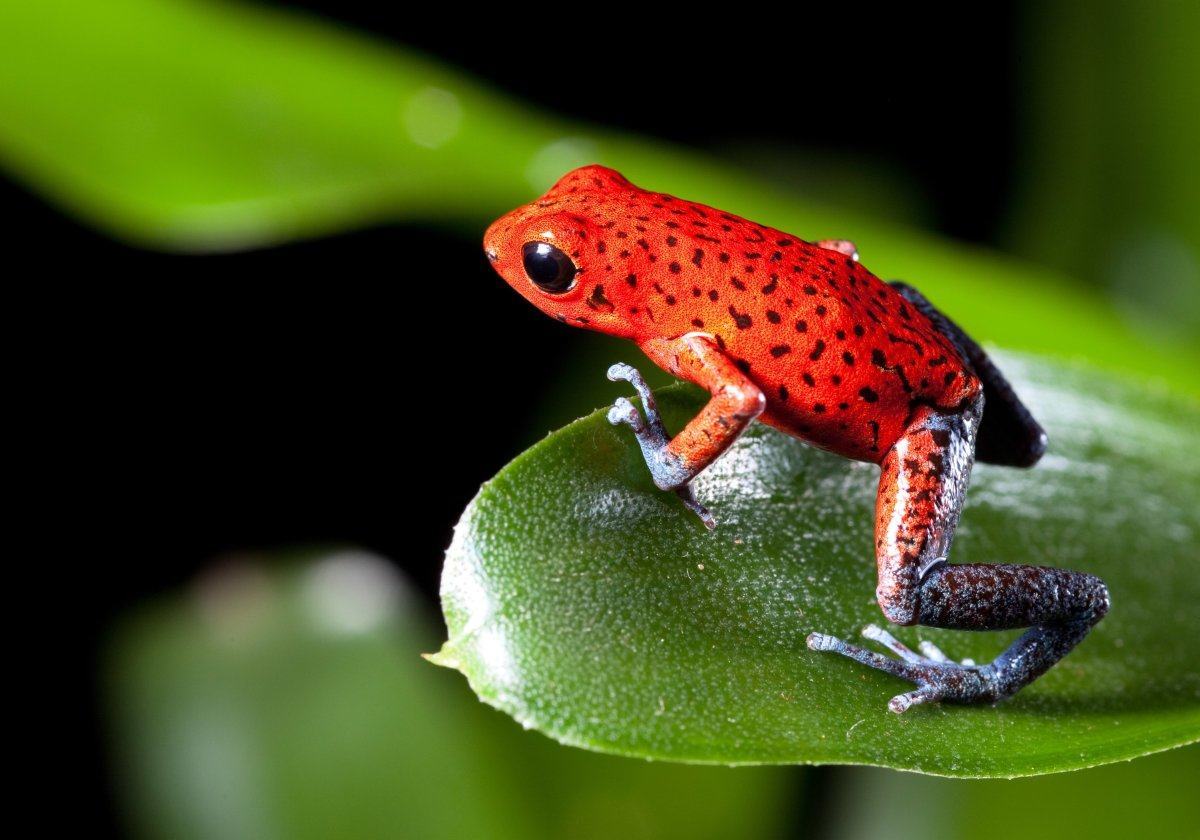 Frog Red Strawberry Poison Dart Frog