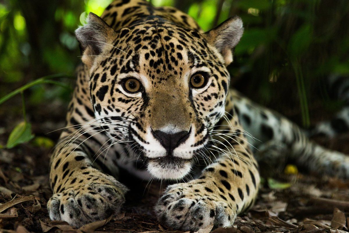 Jaguar On Jungle Floor