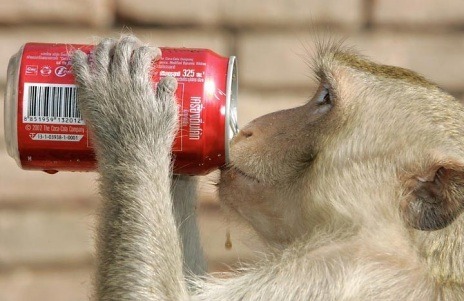 monkey drinking coke