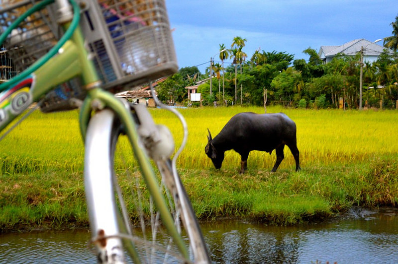 oxen and bike