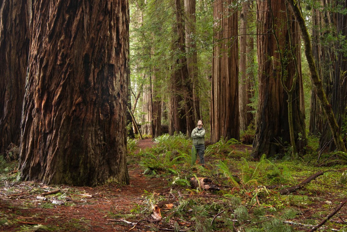 Redwood Tree In Jedediah Smith Redwoods State Park.