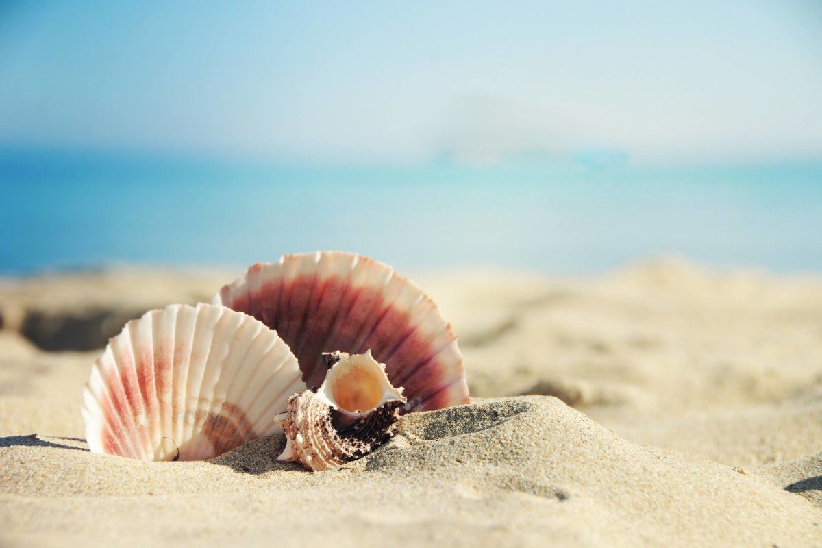 Shells On Sandy Beach