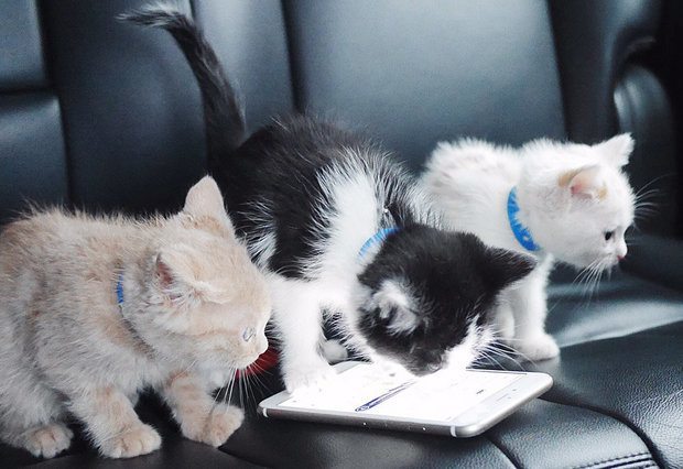 Uber kittens