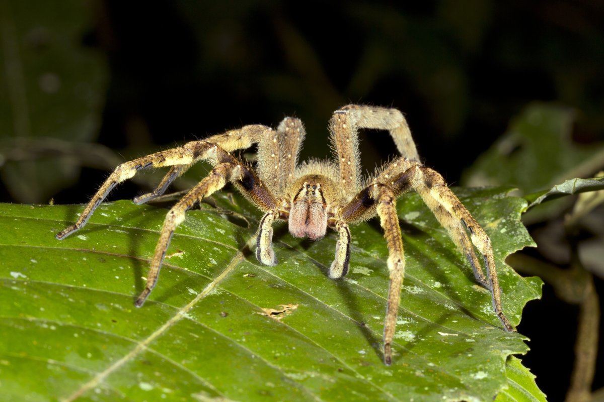 Venomous Wandering Spider