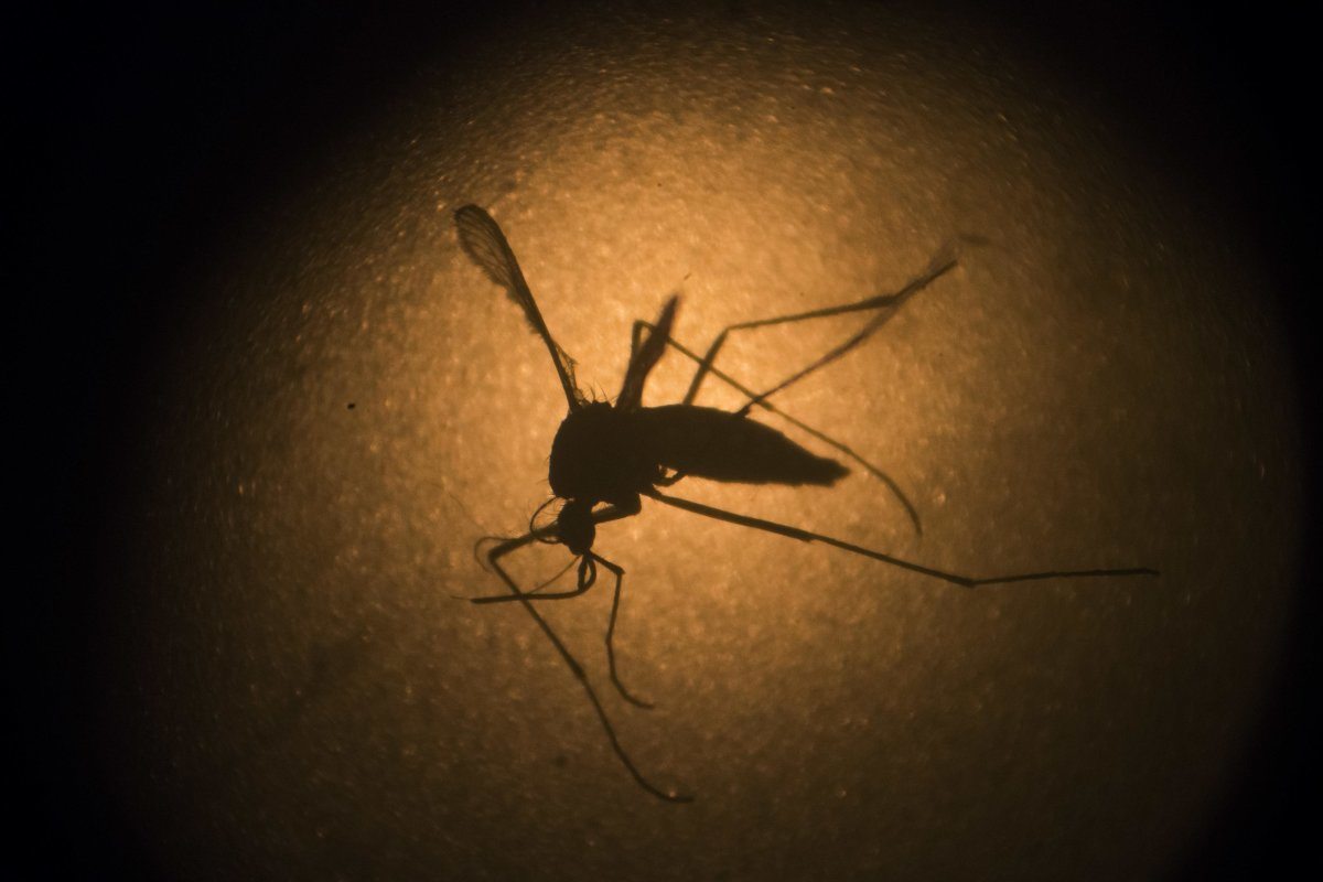 Zika mosquito