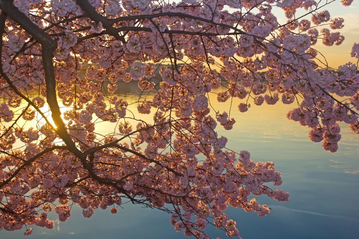 Blossoming Cherry Trees Around Tidal Basin, Washington Dc