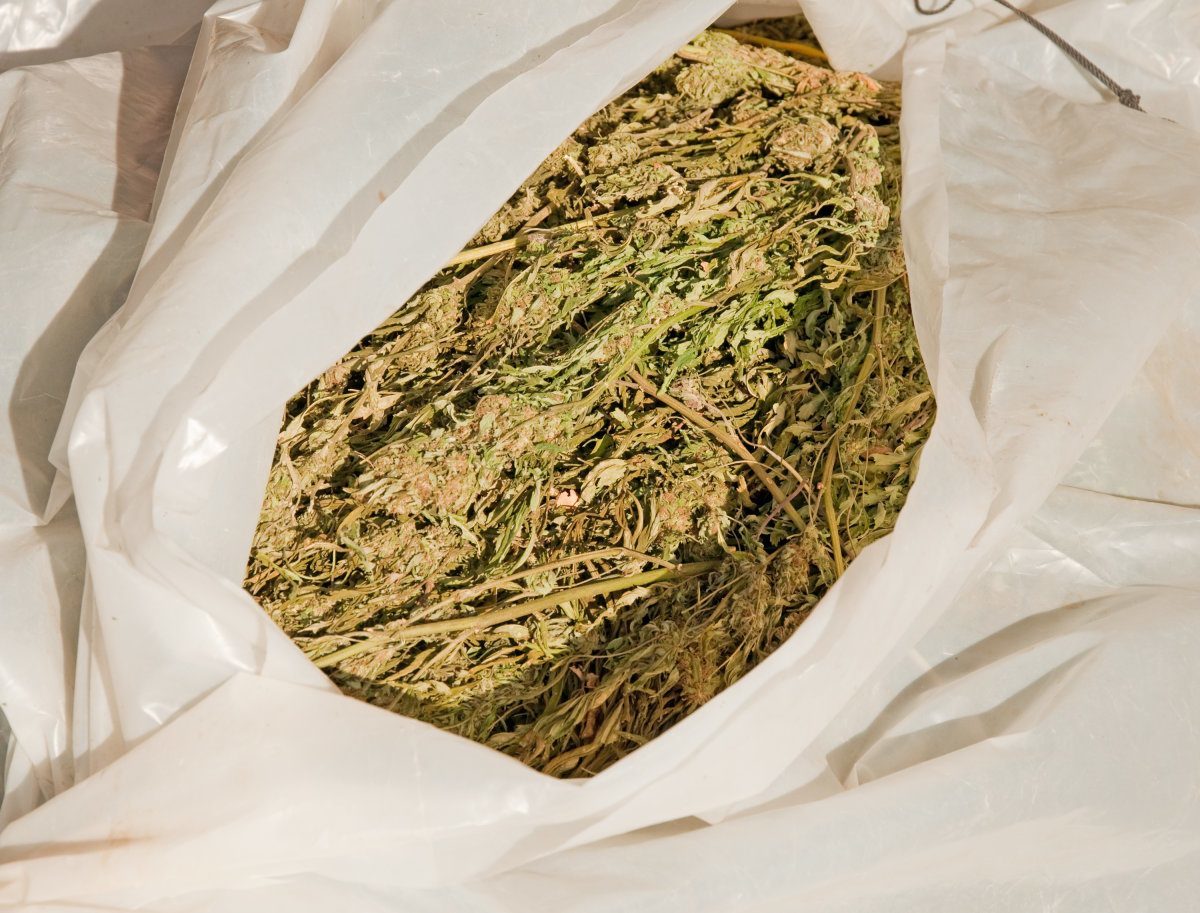 Bundle Of Confiscated Marijuana Plants Wrapped In Plastic