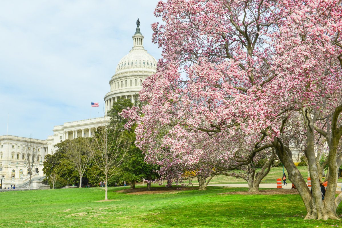 Capitol Building In Spring
