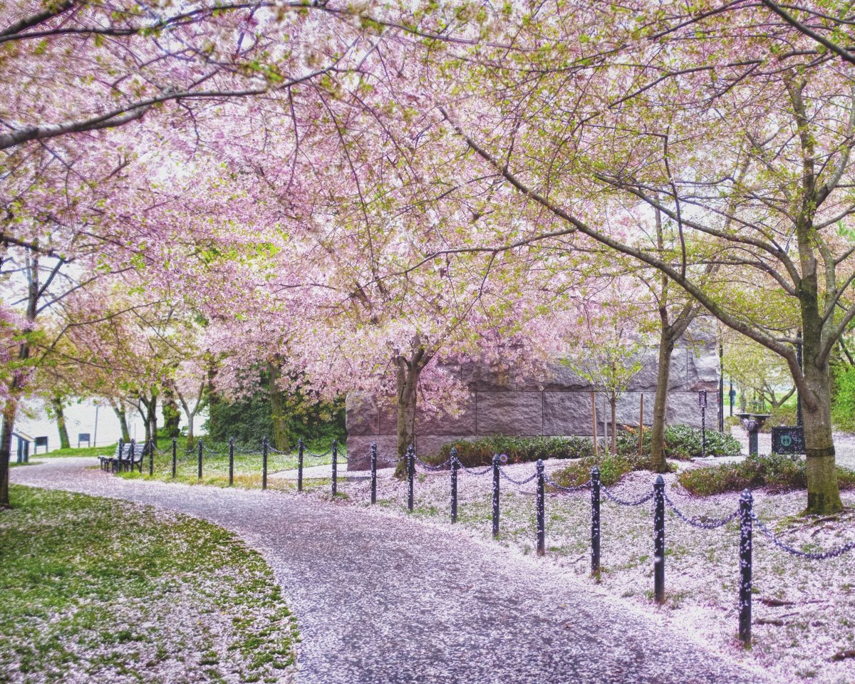 Cherry Blossom Canopy