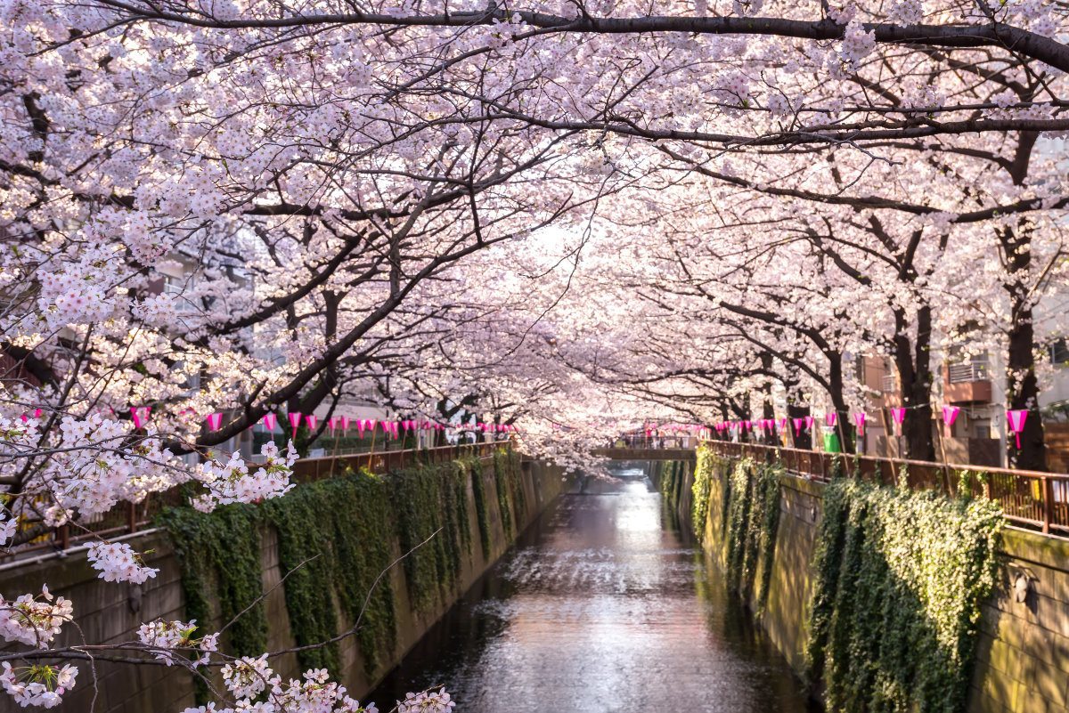 Cherry Blossom Meguro Canal In Tokyo