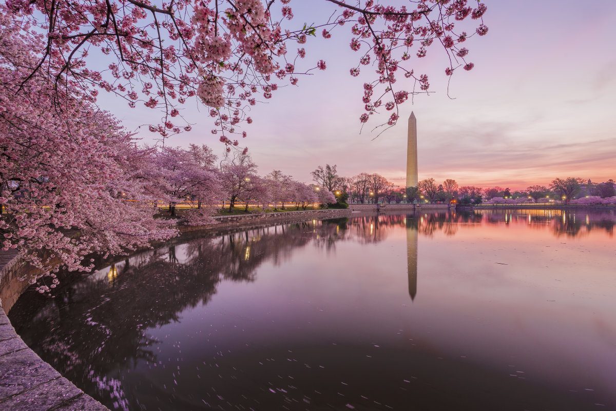 Cherry Blossoms In Bloom. Washington D.C.