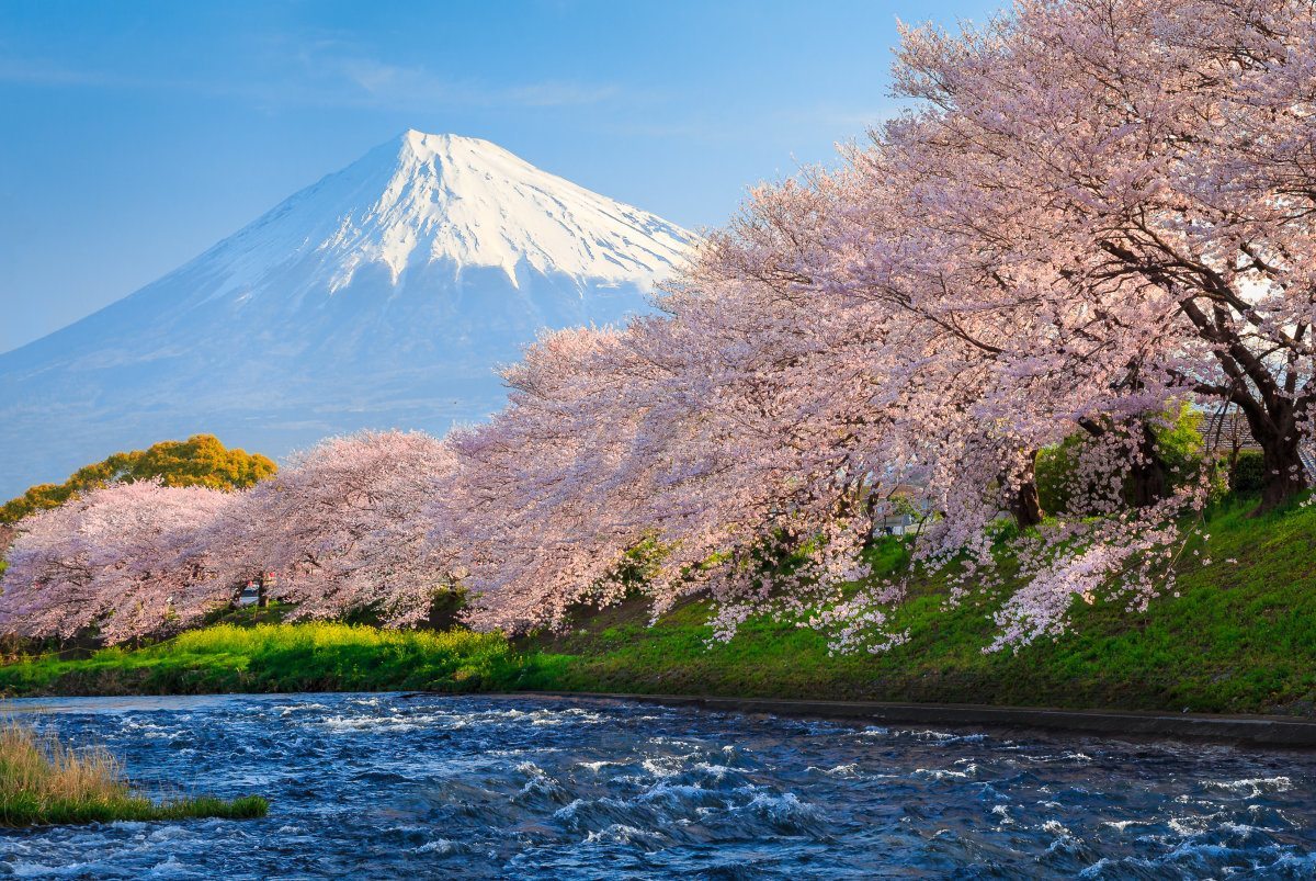 Cherry Blossoms Or Sakura