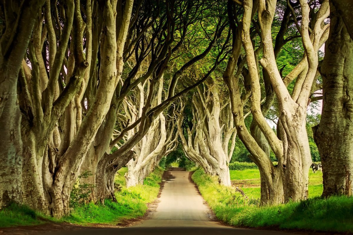 Dark Hedges In Armoy, Northern Ireland