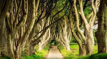 Dark Hedges In Armoy, Northern Ireland