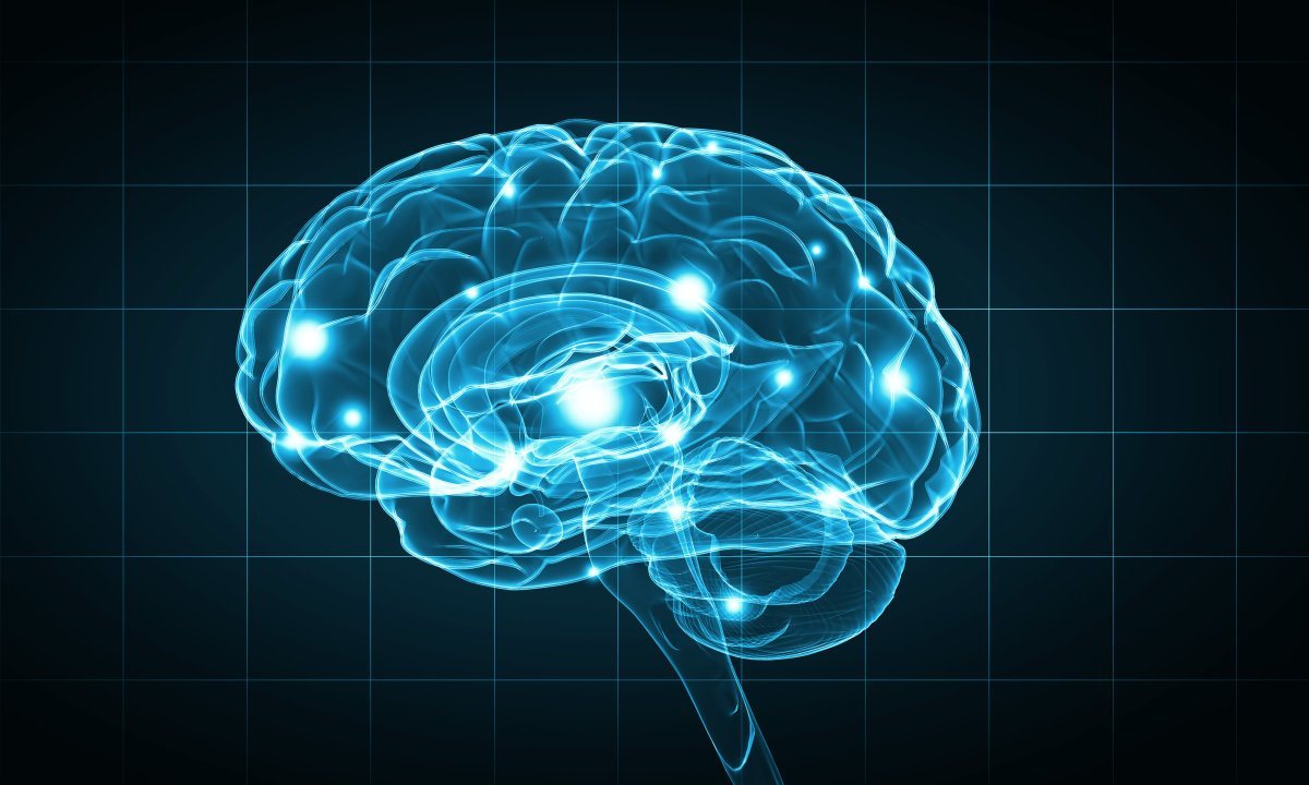 Human Brain