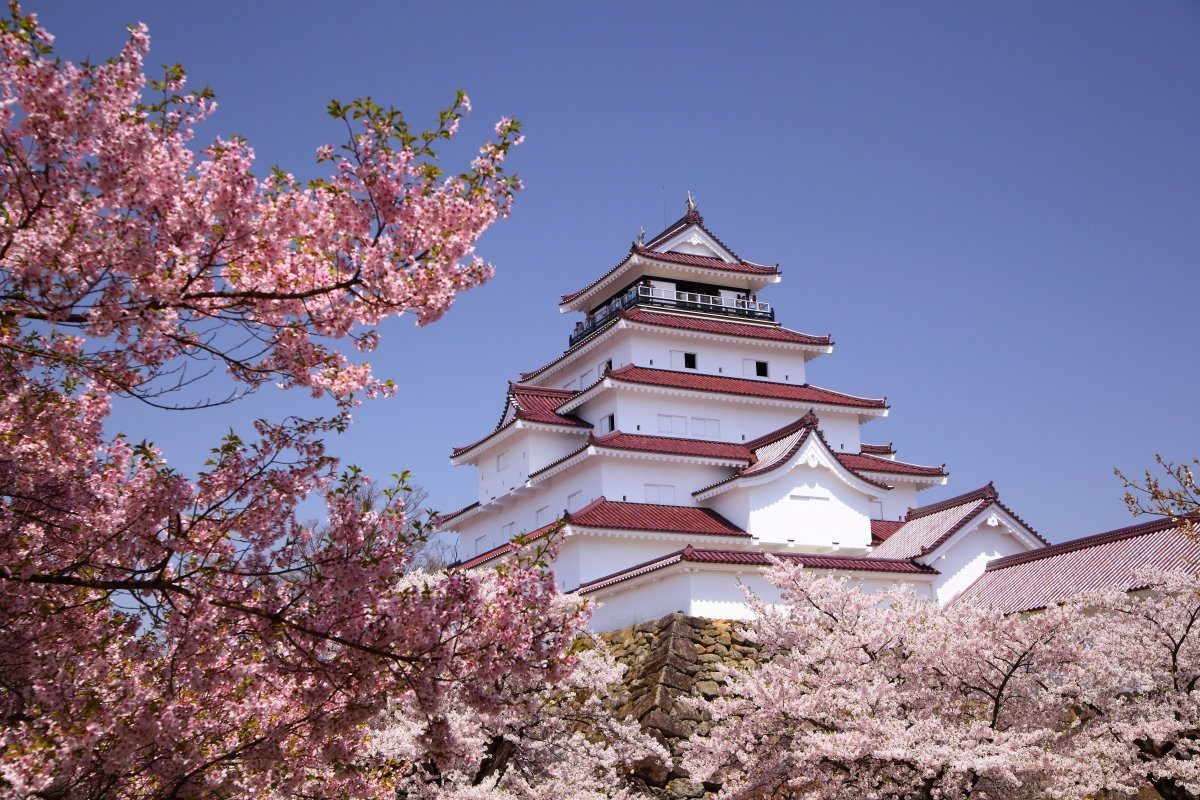 Japanese Castle And Cherry Blossoms