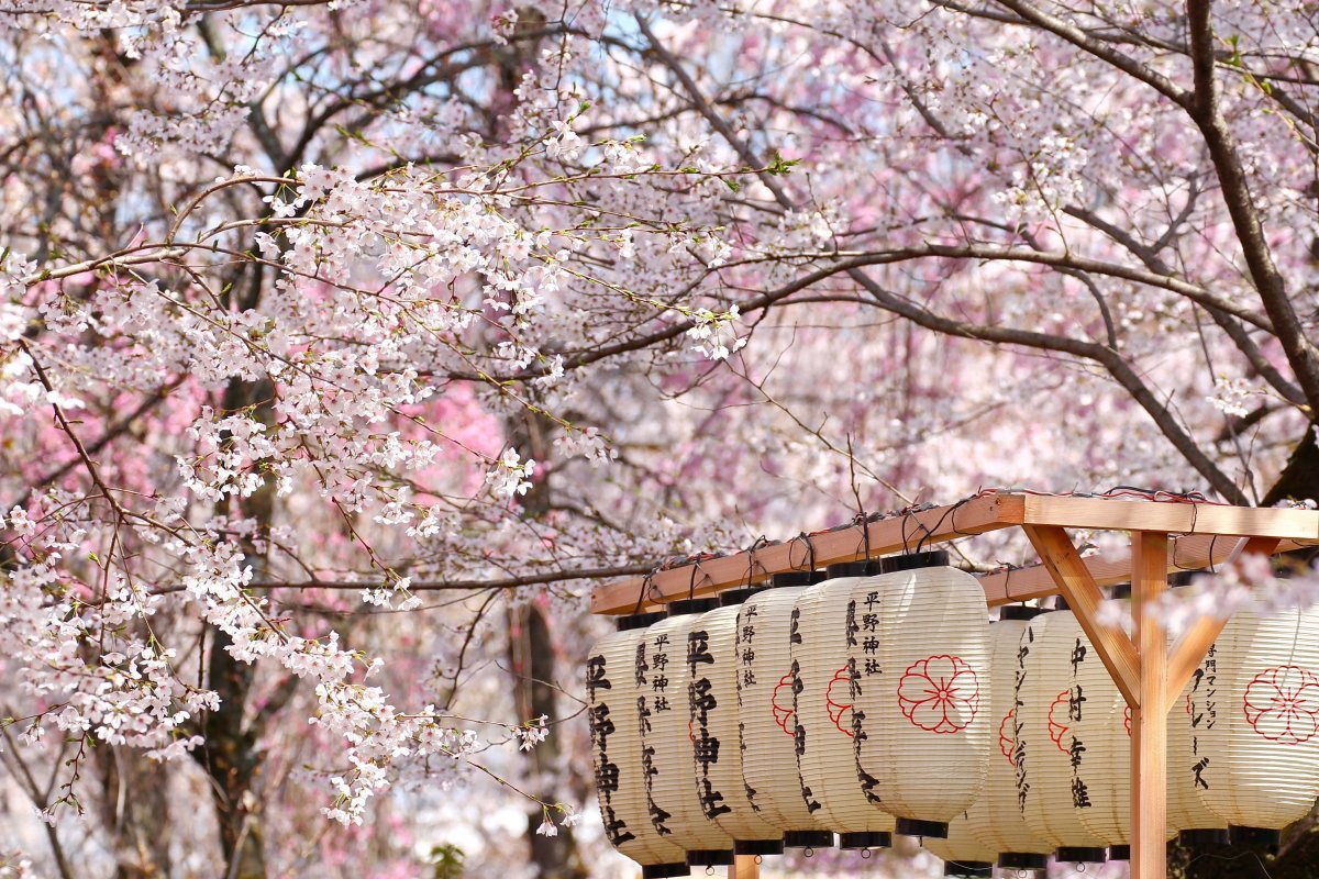 Japanese Lanterns With Sakura Cherry Blossoms