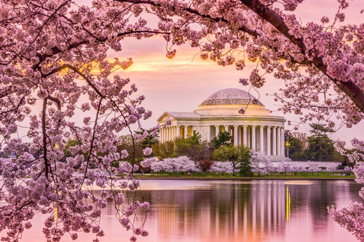 Jefferson Memorial During The Spring Cherry Blossom Season.