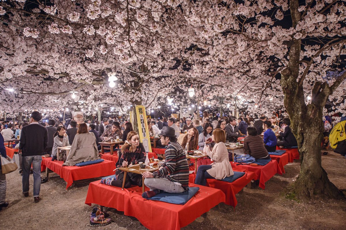 Kyoto, Japan - Spring Cherry Blossoms