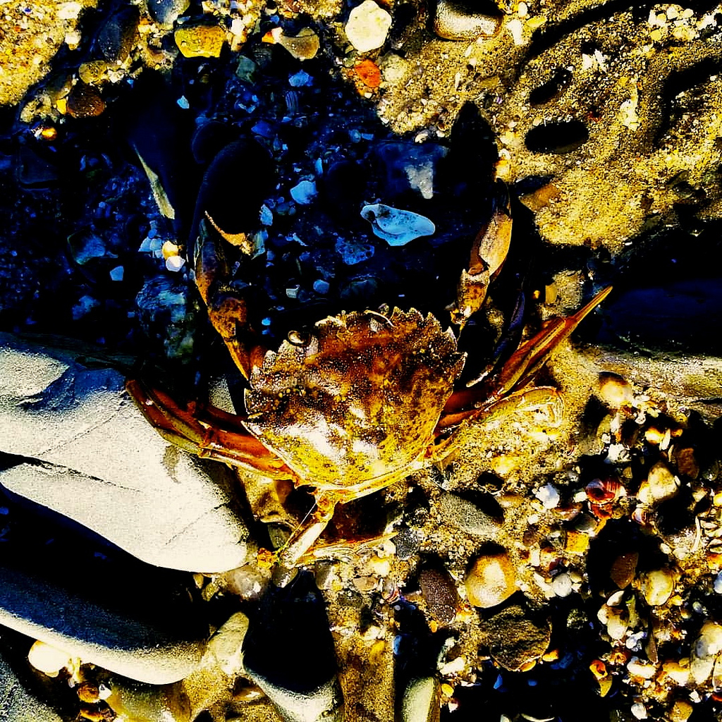 Maine crab