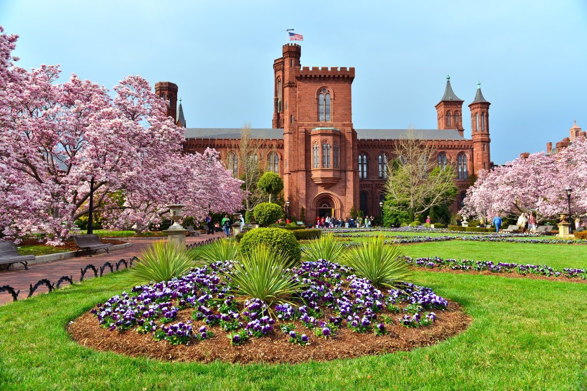 Smithsonian Castle with Cherry Blossom