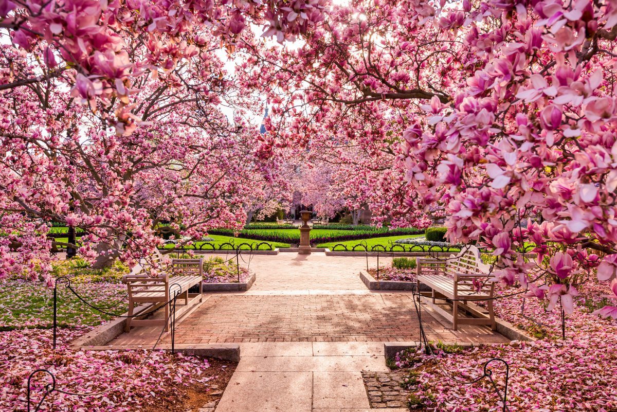 Spring Foliage Near The National Mall.