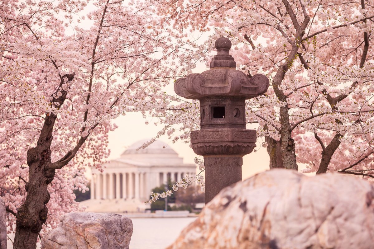The Jefferson Memorial During The Cherry Blossom Festival