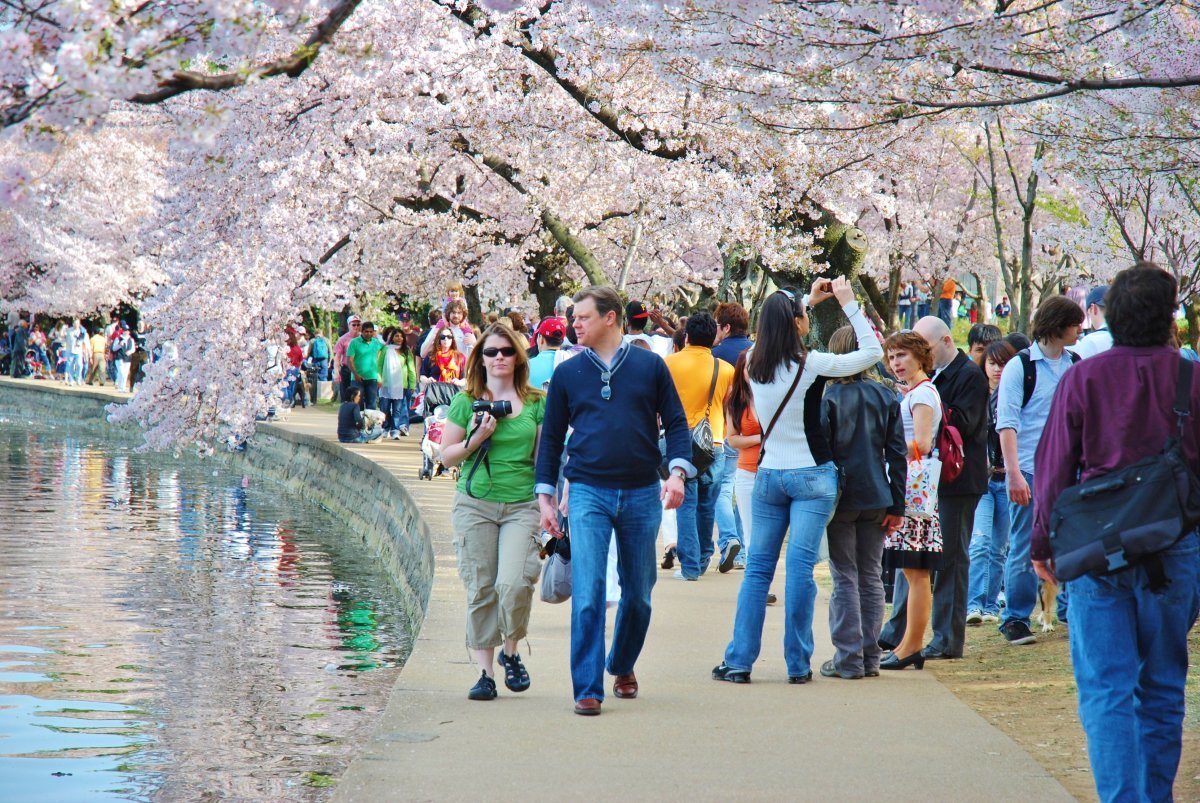 Washington DC Cherry Blossom Festival