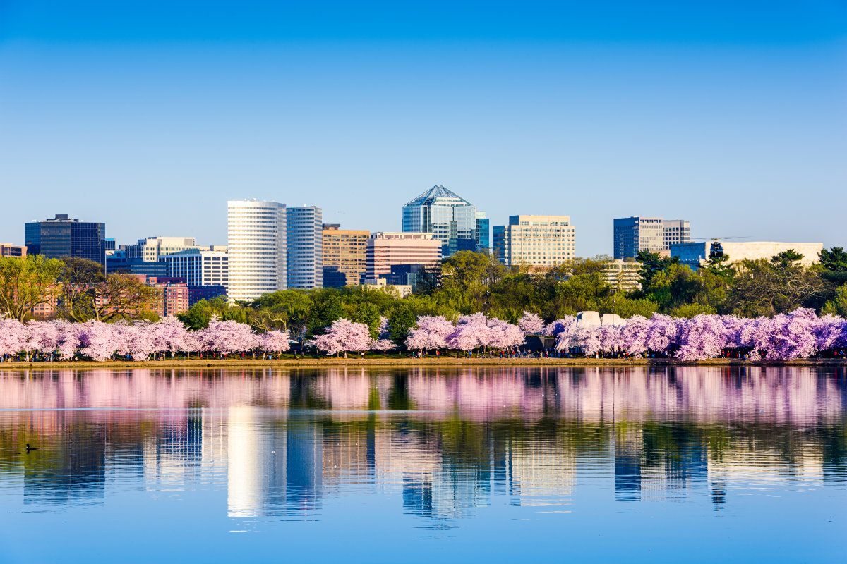 Washington, D.C. in Cherry Blossom Season