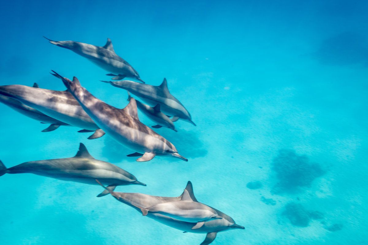 A Pod Of Dolphins