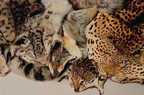 animal fur