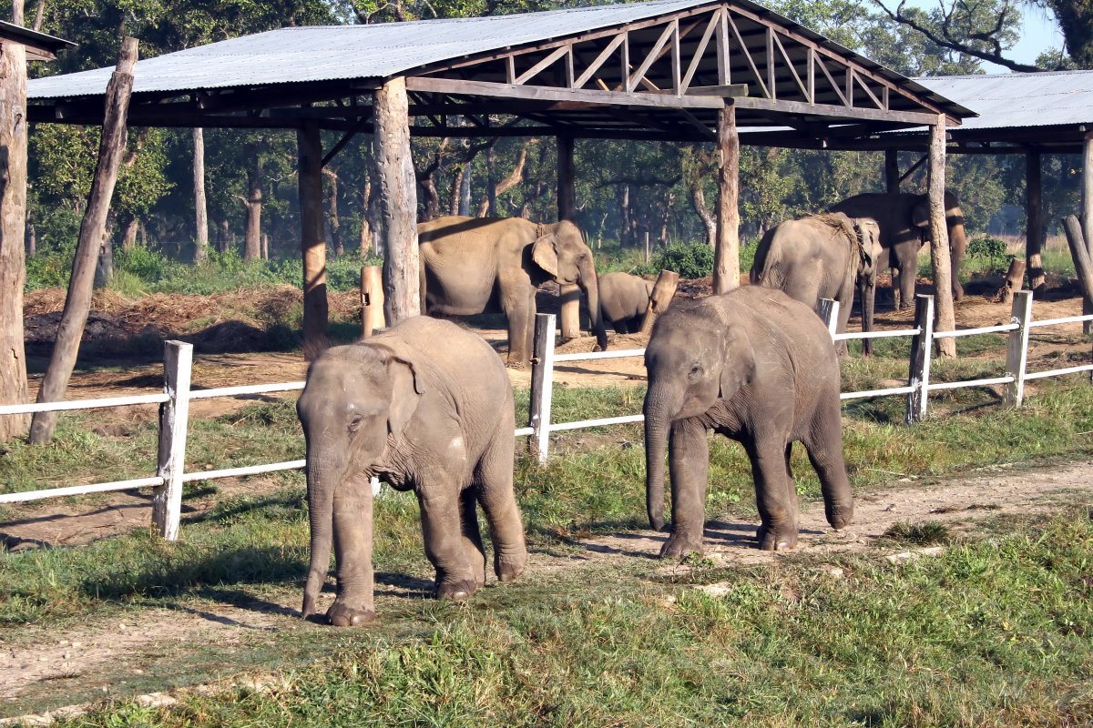 Baby Elephants at Royal Chitwan National Park In Nepal.