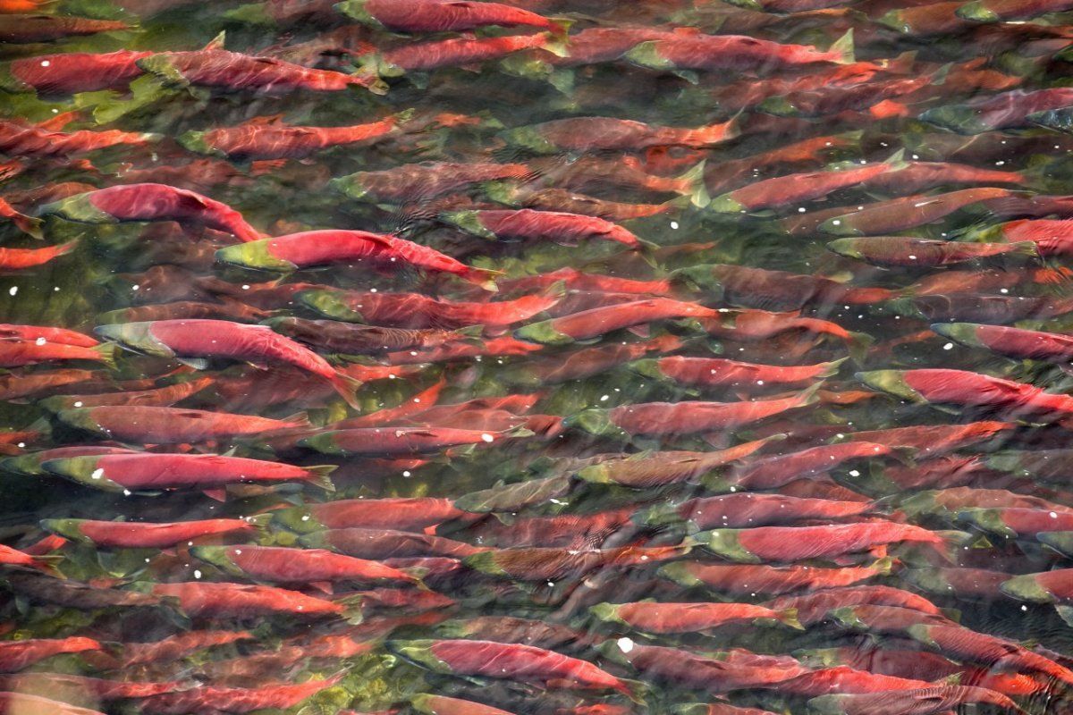 Bristol Bay salmon