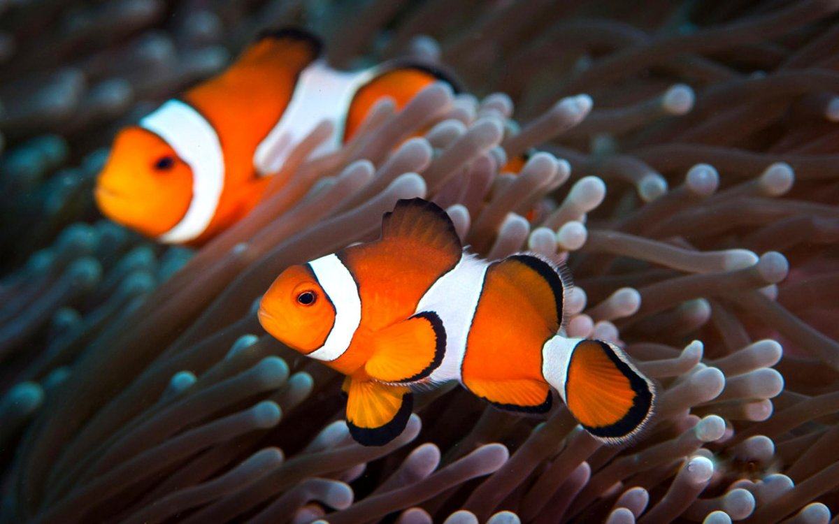 Clown fish