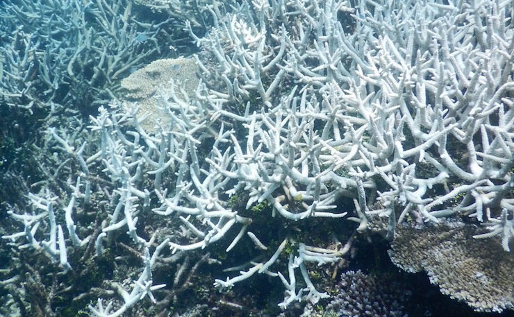 coral bleaching